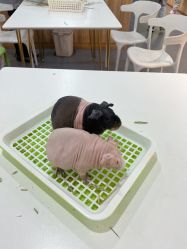-Moni星球萌宠·小马宝莉·灵蛇·高端高阶全萌宠互动体验俱乐部(红豆国际广场店)