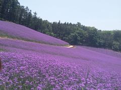 -大塘金香草谷