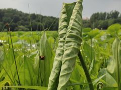 -长春净月潭风景名胜区