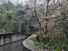 -都江堰中华大熊猫苑