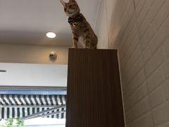 -PETKIT小佩宠物(古北店)
