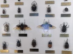 -上海昆虫博物馆