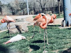 -沈阳森林动物园