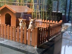 -上海崇明金茂凯悦酒店