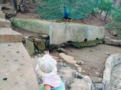 -燕塞湖鸟语林景区