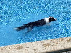 -汪说喵讲宠物乐园宠物酒店(红星美凯龙店)