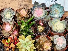 -循礼门鲜花花市(武汉循礼门店)