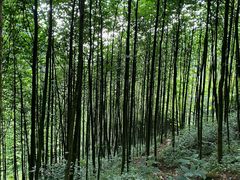 -西岭雪山大飞水景区
