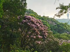 -梧桐山风景名胜区