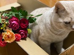 -东方名猫馆·英短金渐层布偶猫舍(环线广场1号楼店)