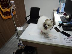 -北京派仕佳德动物医院·超导核磁·CT·神经科·骨科·内外科·急重症管理中心