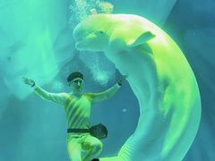 -上海海昌海洋公园-冰山北极馆