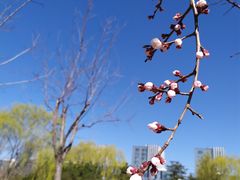 -大兴滨河森林公园