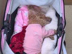 -爱侣宠医·鹦鹉专科·小型哺乳类·异宠专科(灵石路店)