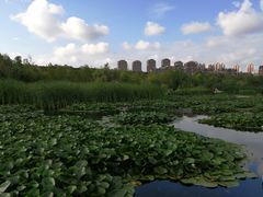 -前关湿地公园