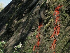 -秦岭终南山世界地质公园翠华山景区