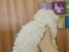 -瑞鹏宠物医院·骨科·猫科·内科(第一中心)