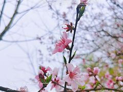 -洋湖国家湿地公园