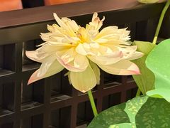 -淮扬府·游园京梦(北京SKP店)