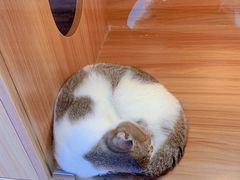 -猫十亿·布偶金渐层·曼基康矮脚猫舍(青年路店)