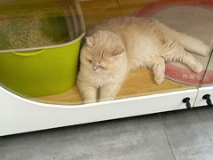 -青奢宠物·青奢猫舍