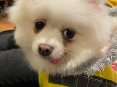 -more than meow吴止猫主题餐厅(承德 中船汇店)