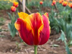 -石家庄市植物园