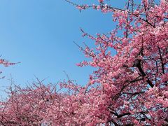 -上海辰山植物园