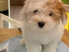 -momokira米努特·德文卷毛猫·棉花面纱犬