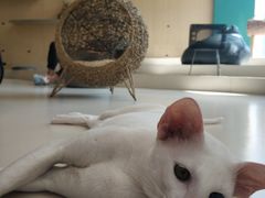 -飞行喵MR PILOT|猫舍·猫咖(静安大融城店)