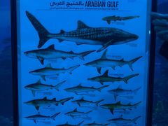-迪拜水族馆及水下动物园