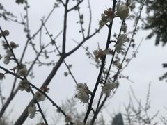 -荔枝公园(福田区)