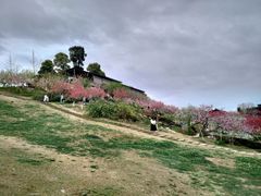 -秀丽东方