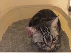 -猫大福·Fortune Cat猫舍(百子湾店)