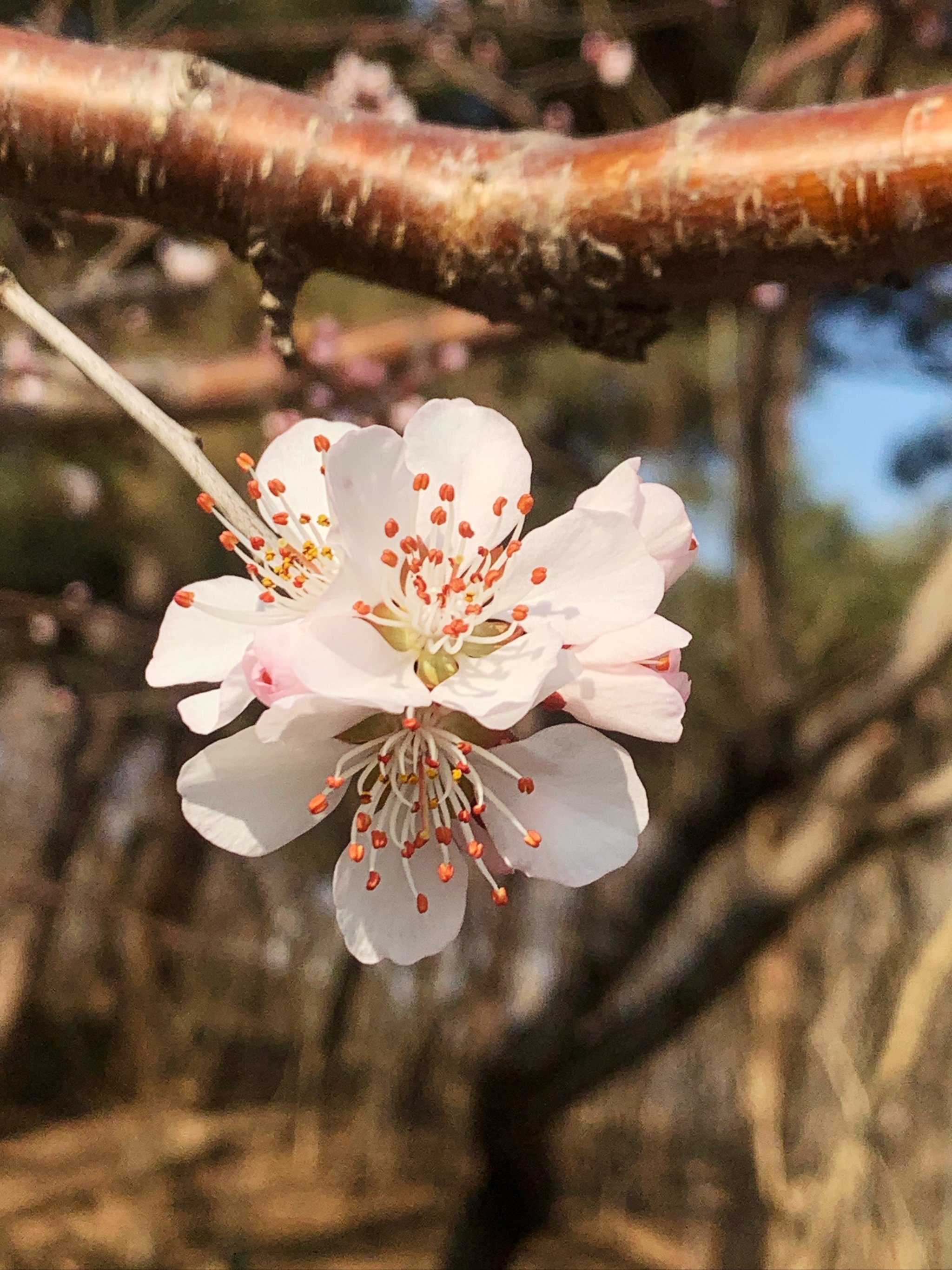 玉渊潭桃花图片