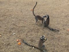 -秦皇岛野生动物园