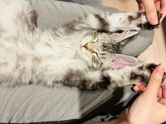 -瑞派康怡24h宠物医院·犬猫医疗中心·微创绝育(瑞景分院)