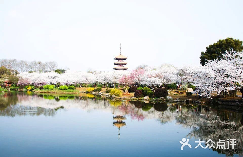 東湖磨山櫻花園