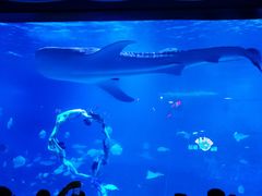 -烟台海昌鲸鲨海洋公园