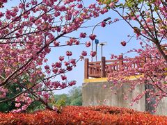 -高东镇樱花园