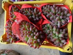 -马陆小张葡萄园农家乐