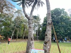 -中国科学院西双版纳热带植物园