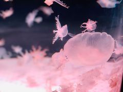 -海合安成都极地海洋公园