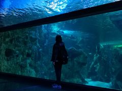 -悉尼海洋生物水族馆