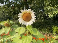 -花开海上生态园