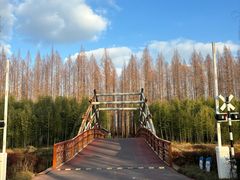 -黄海国家森林公园