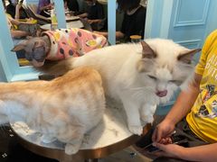 -遇见羊驼·奶狗咖·布偶猫咖·法斗柯基柴犬阿拉斯加(春熙路太古里IFS店)