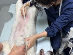 -谐和益家动物医院·免疫绝育·血液透析·宠保定点医院(高新伊藤分院)