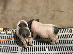 -北京鹿世界主题园