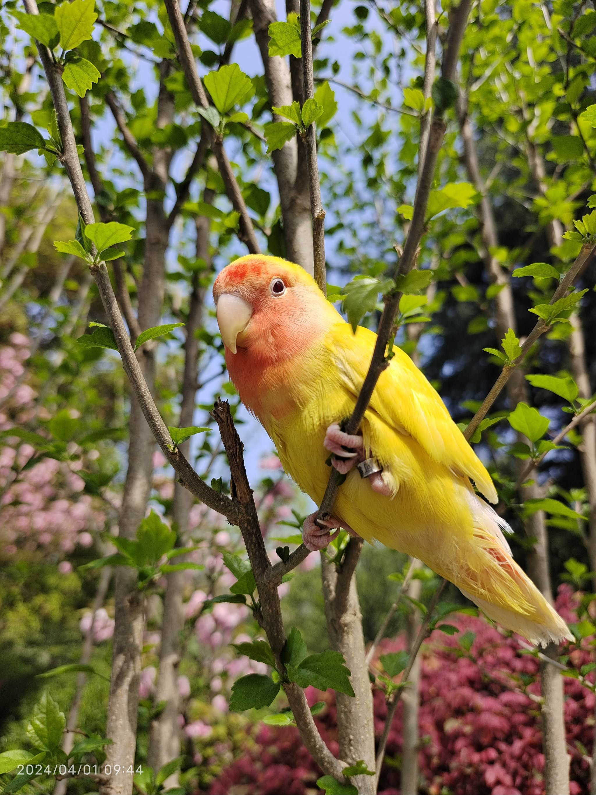 黄桃牡丹鹦鹉也非常喜欢这里吧!